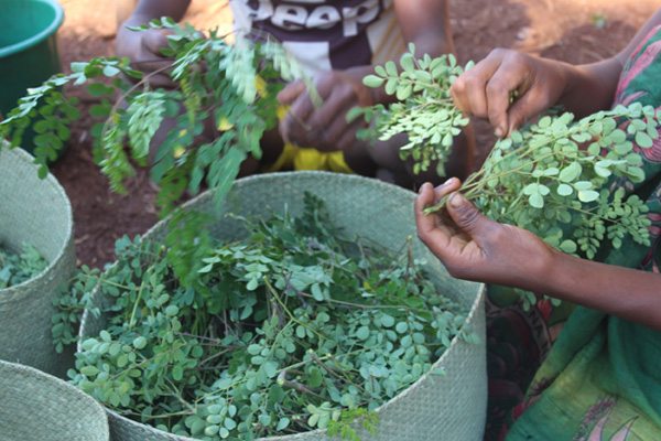 Action Codal 2018 - Collaboration - Sites de production agricole bio