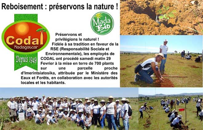 Reforestation: preserving nature