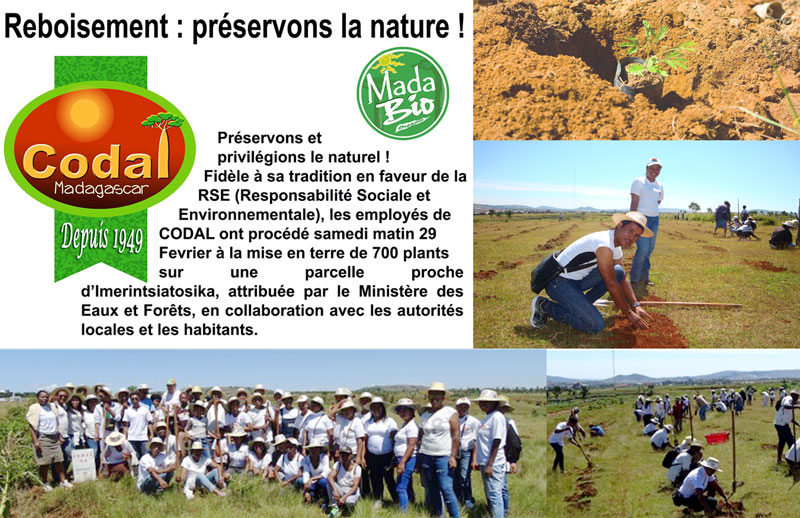 Reforestation: let’s preserve nature!