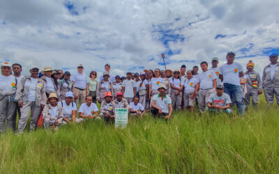Reforestation in Ambohimahavelona: CODAL is committed to the environment